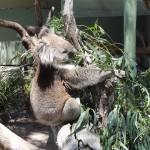 A koala at the Moonlit Sanctuary