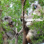 Mother and baby koala