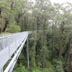 Illawarra Fly Tree Top Walk