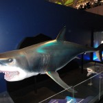Shark exhibition at the National Maritime Museum