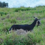 A mountain goat at Cape Byron