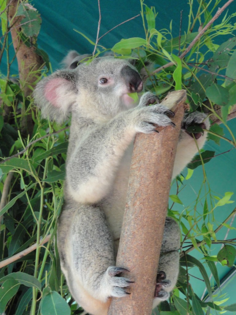Koala joey