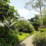 Brisbane botanical gardens