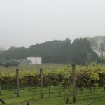 Cedar Creek vineyard