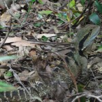 Lizard near Curtis Falls