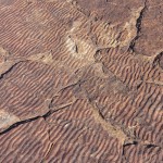 Fossilized ripple marks