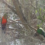 Wild parrots