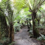 Maits Rest rain-forest