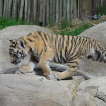 One of the tiger cubs