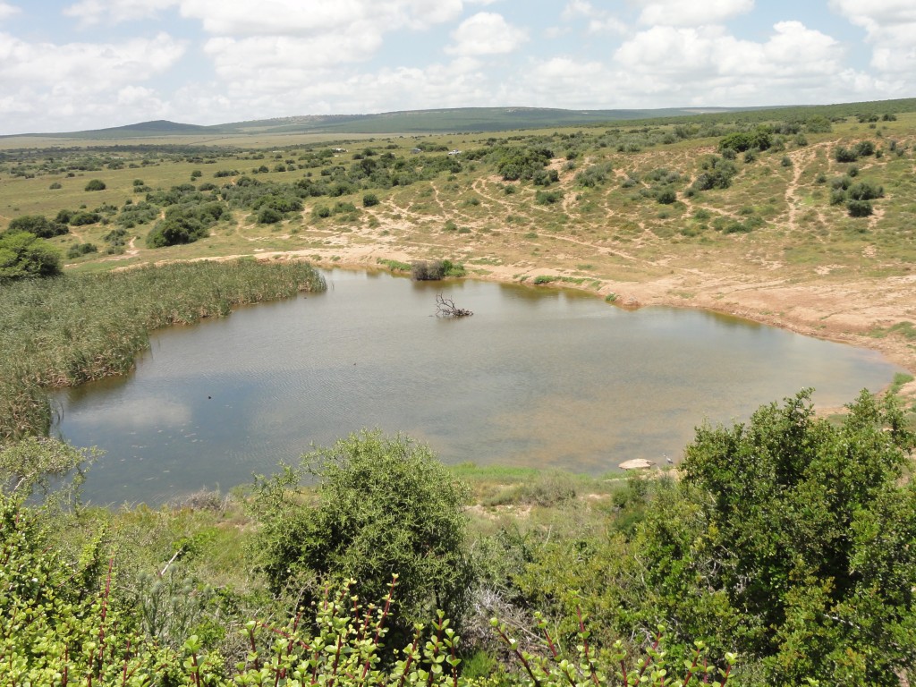 A watering hole in Addo