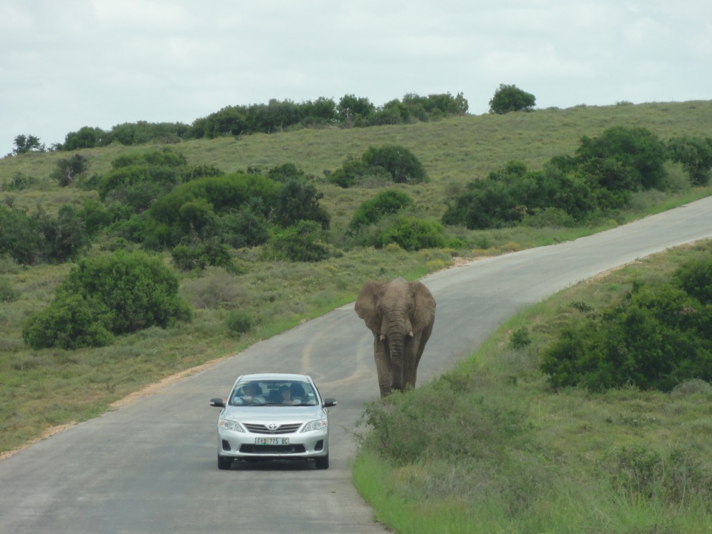 An elephant towering over a car