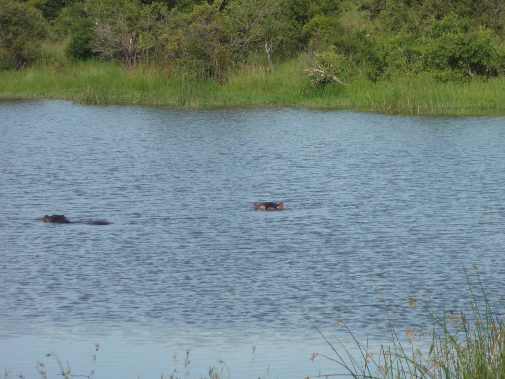Hippos standing just underneath the surface