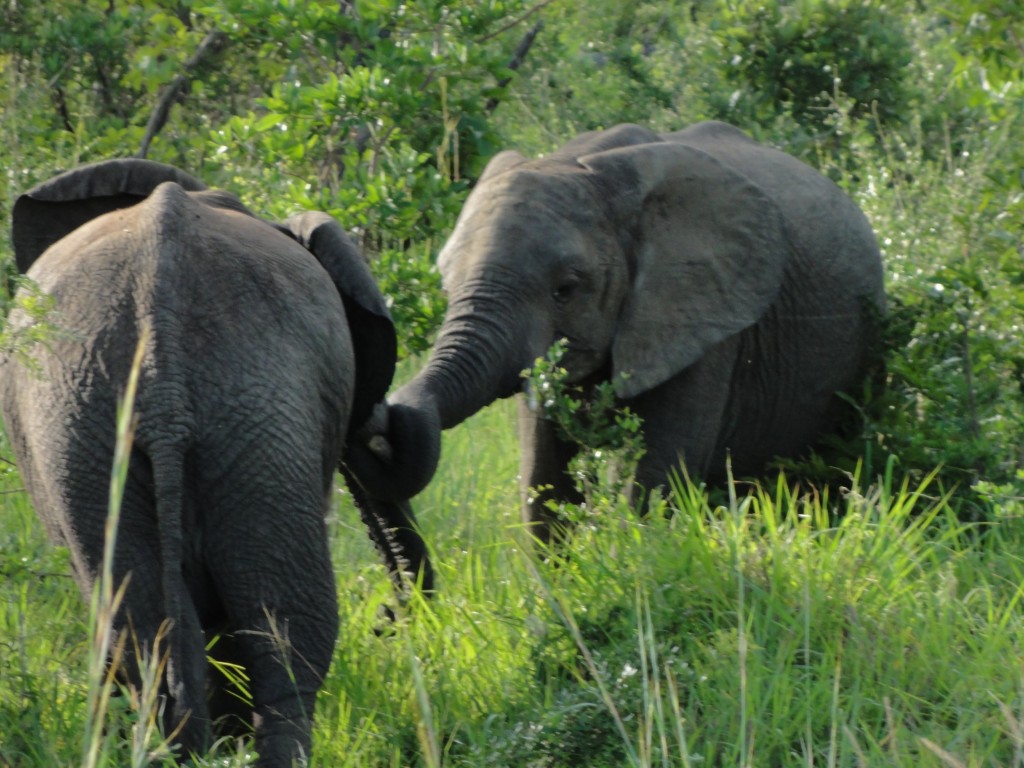 Elephants playing