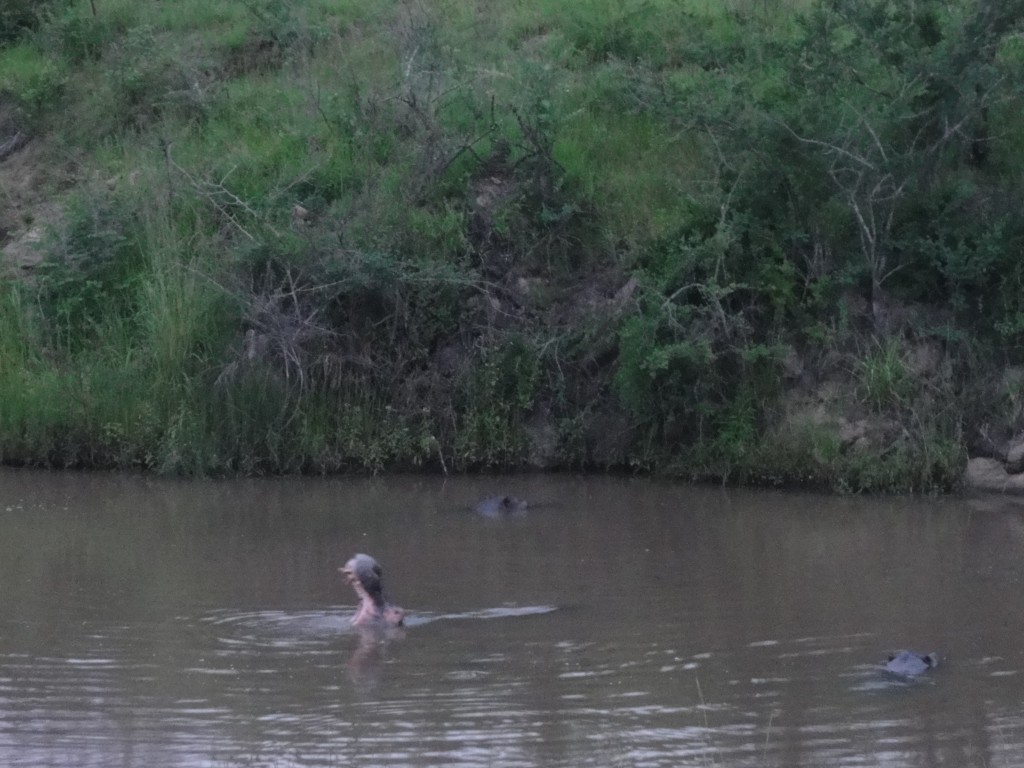 Hippos in the pool next to Nkambeni camp