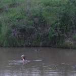 Hippos in the pool next to Nkambeni camp