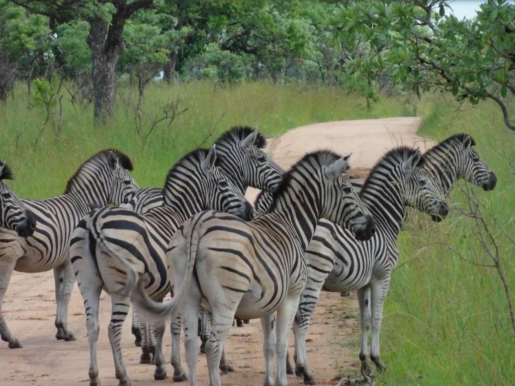 Zebra crossing
