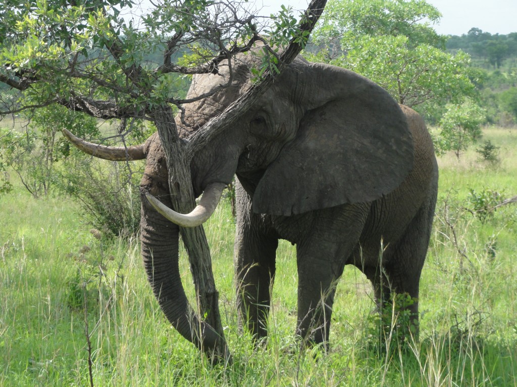 Elephant uprooting a tree