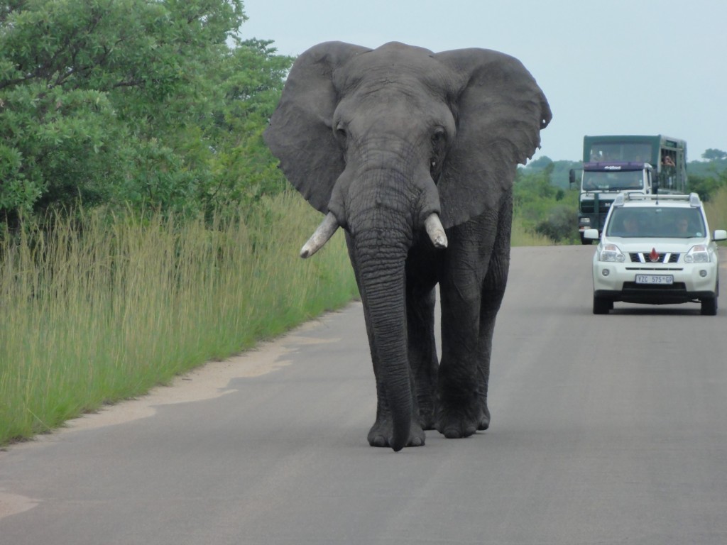 Elephant following us down the road