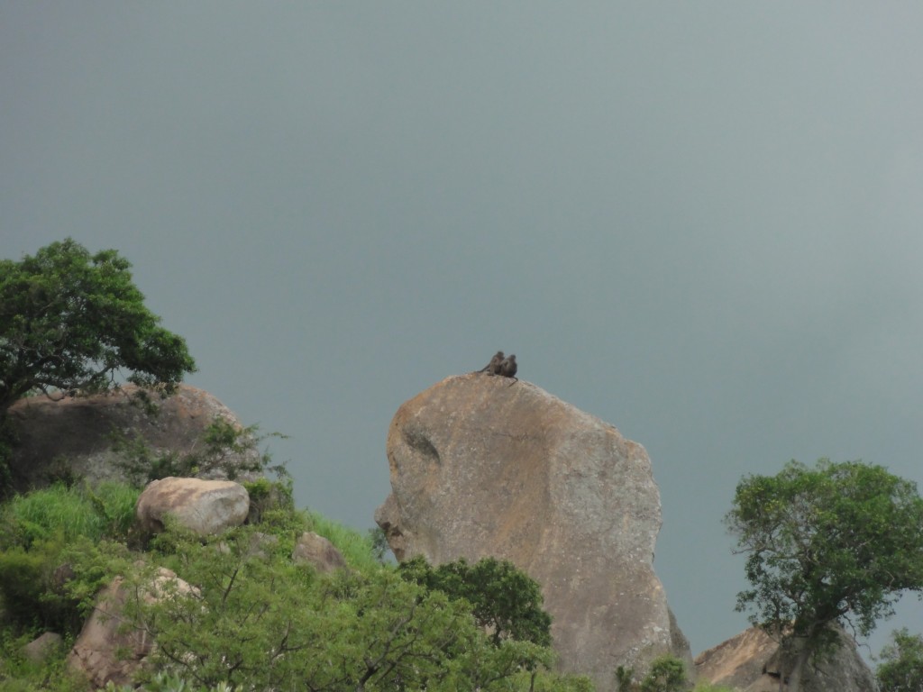 Baboons on top of a rock