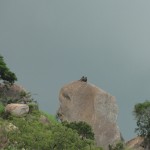 Baboons on top of a rock