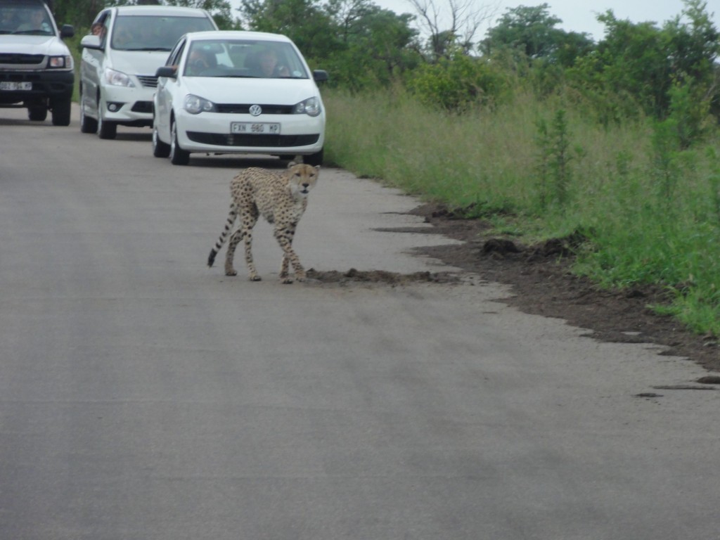 Cheetah crossing the road