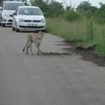 Cheetah crossing the road