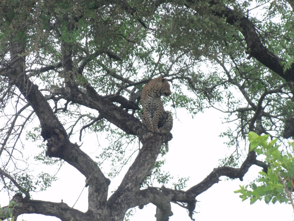 Male leopard sitting in a tree