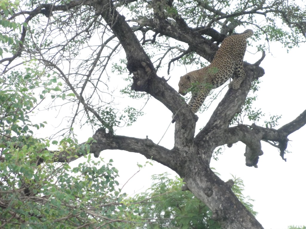 Leopard climbing down from a tree