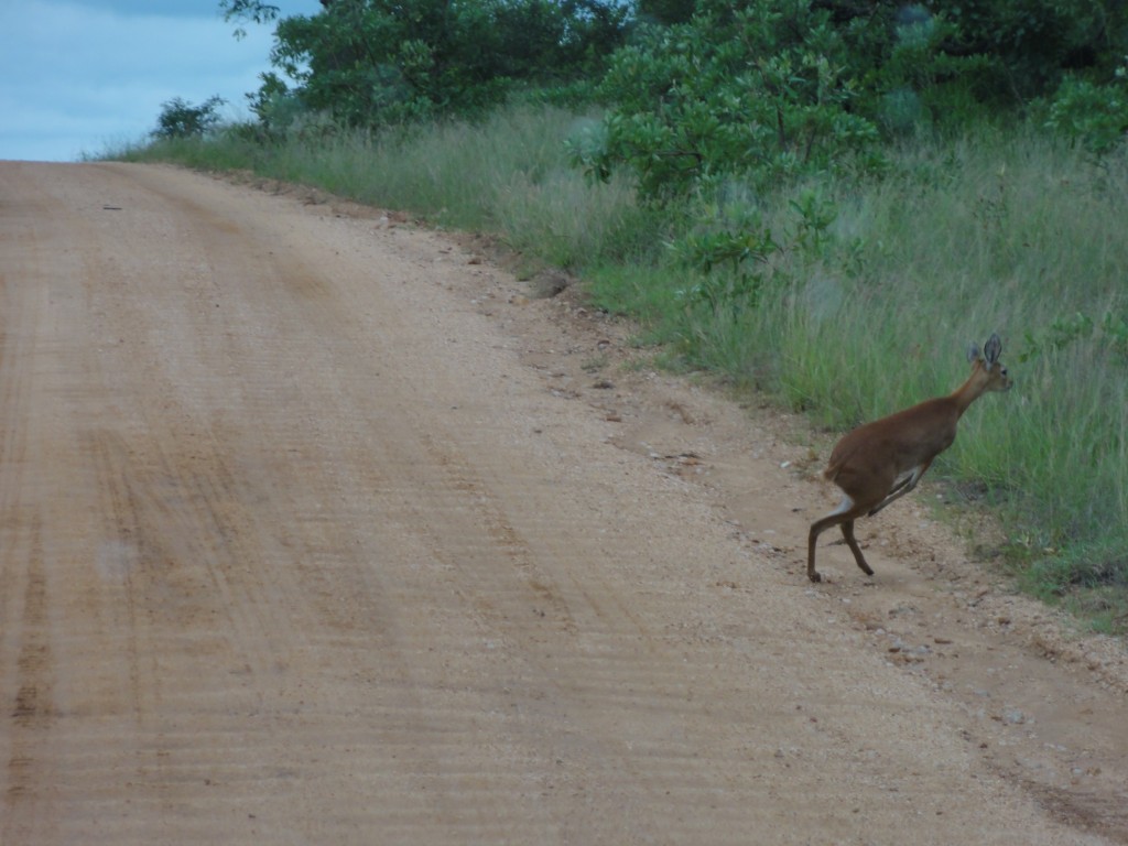 Impala impersonating a Kangeroo
