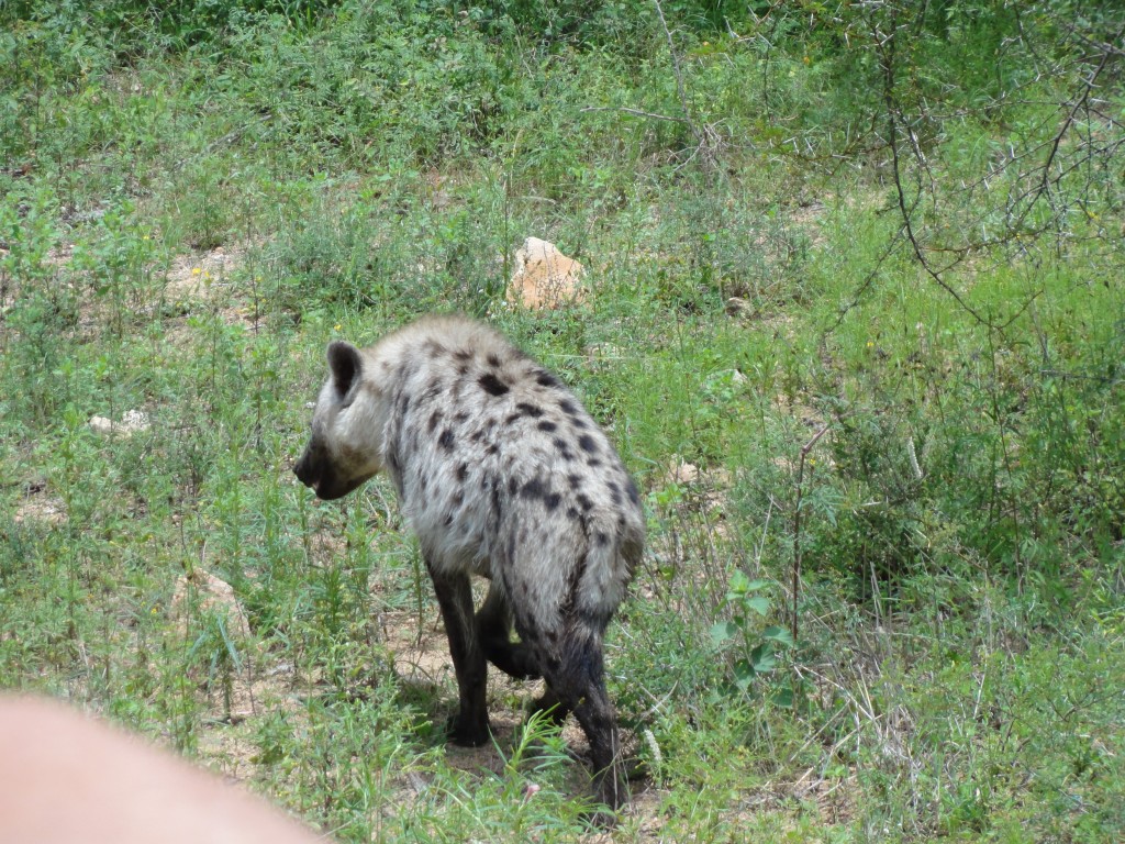 Hyena walking away