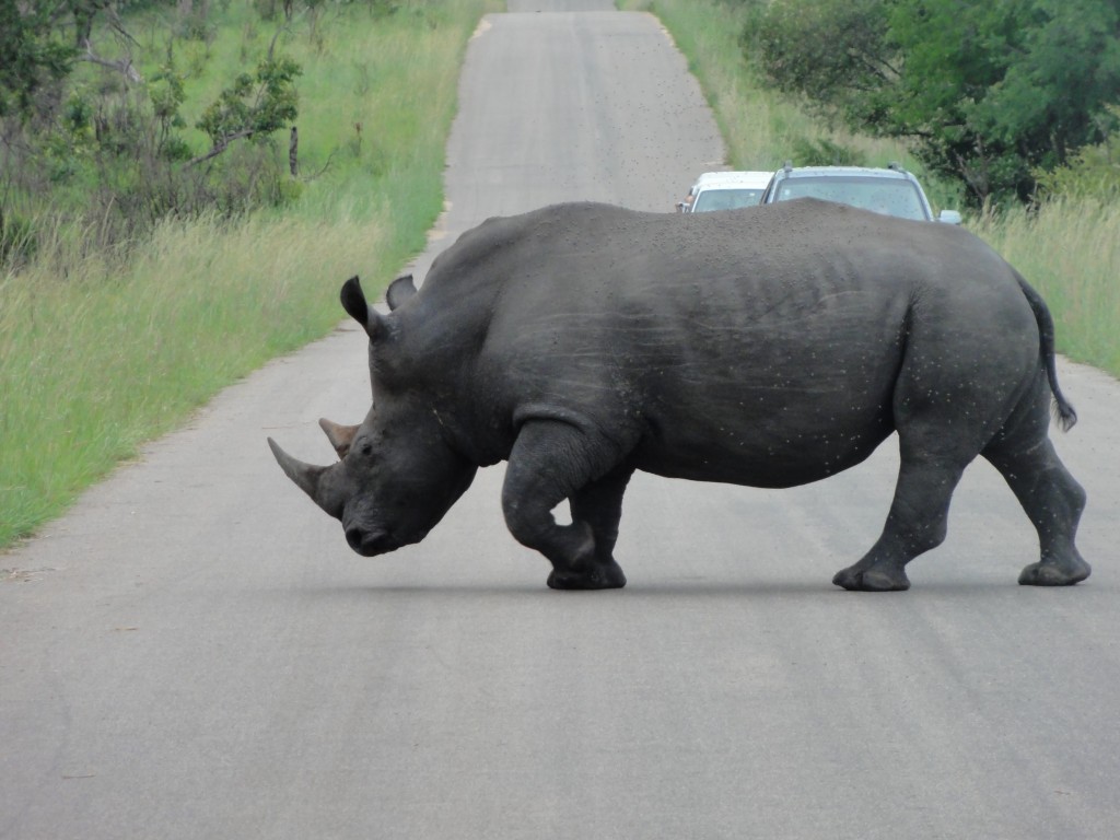 Rhino crossing the road