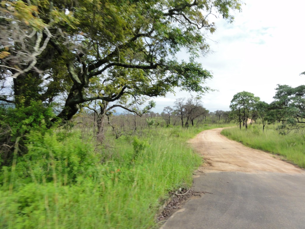 Driving through Kruger