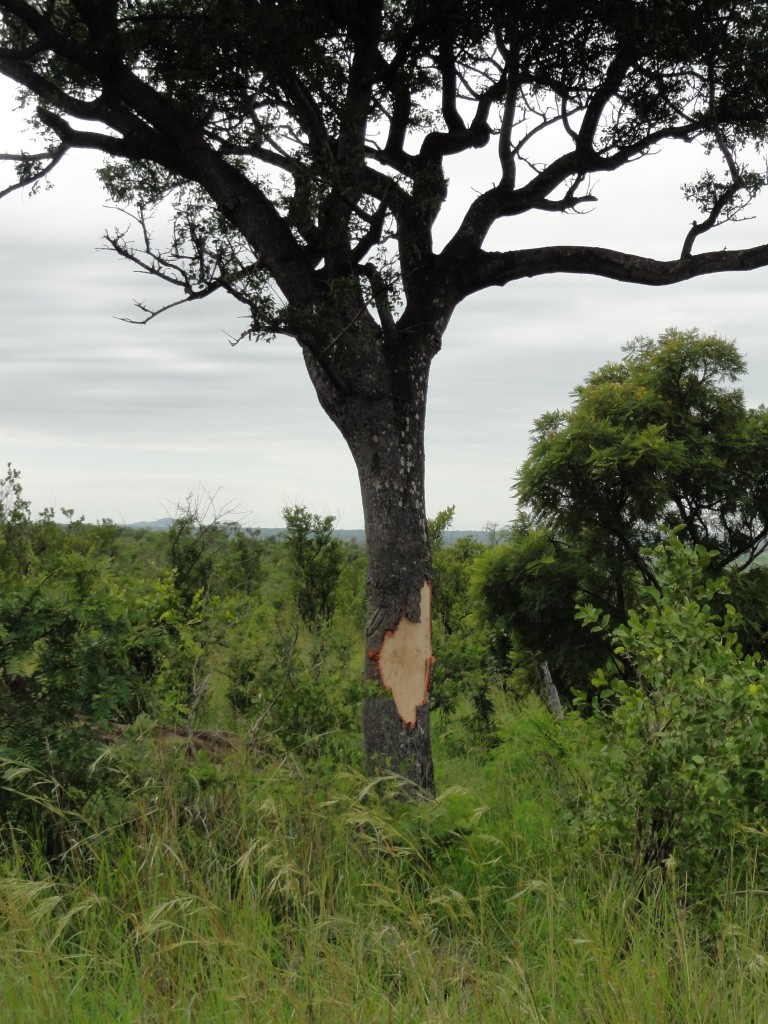 Damage to trees caused by elephants