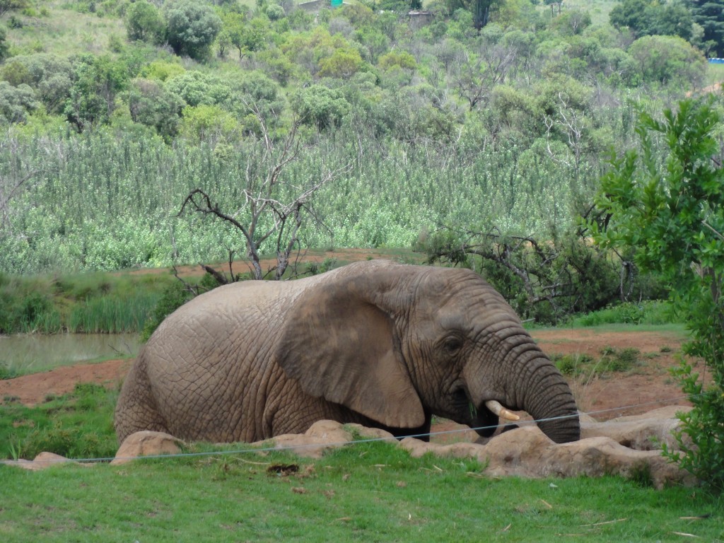 Elephant in the Askari game reserve