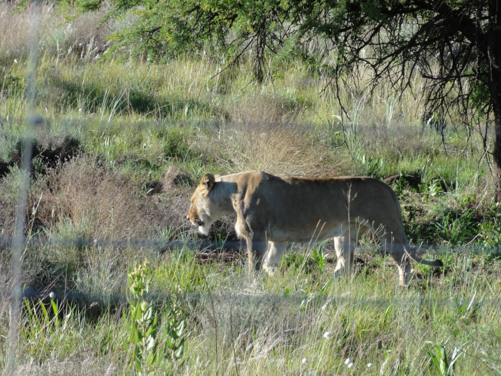 Female lion in the Askari game reserve