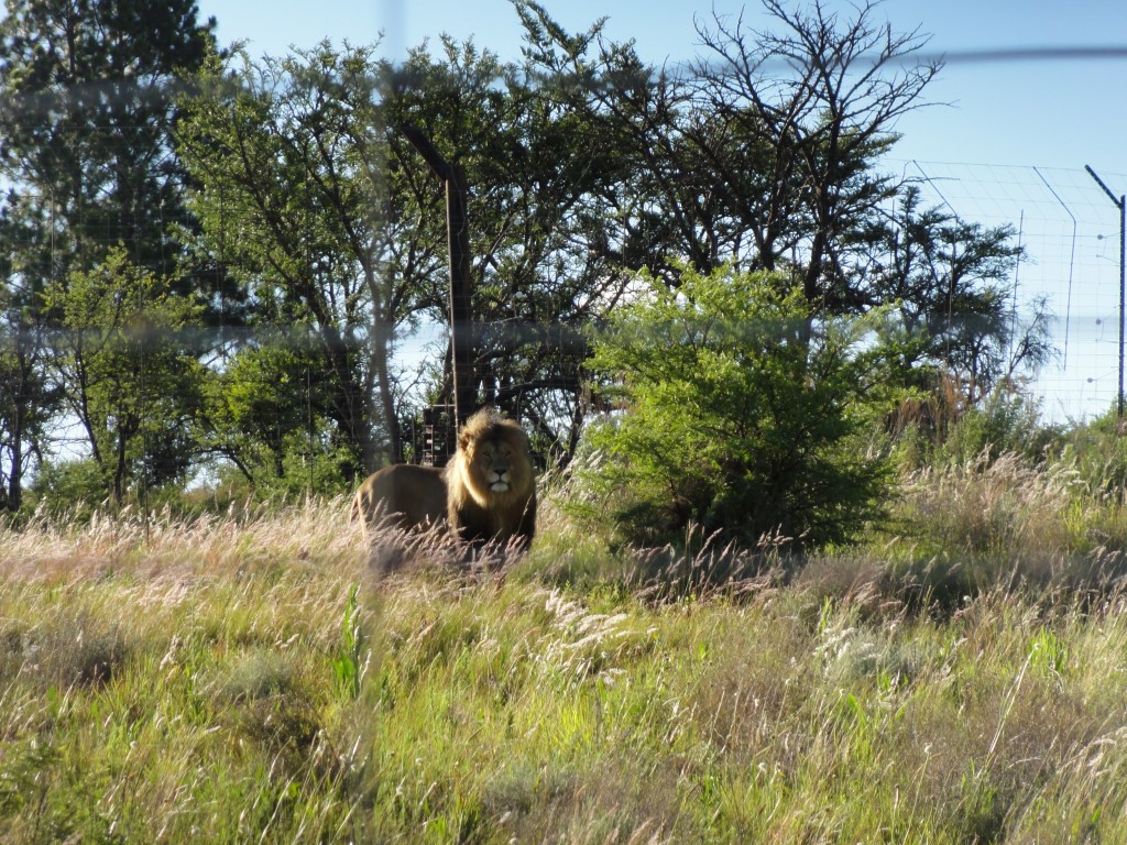 Male lion in the Askari game reserve