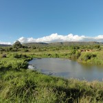 Watering hole in the Askari game reserve