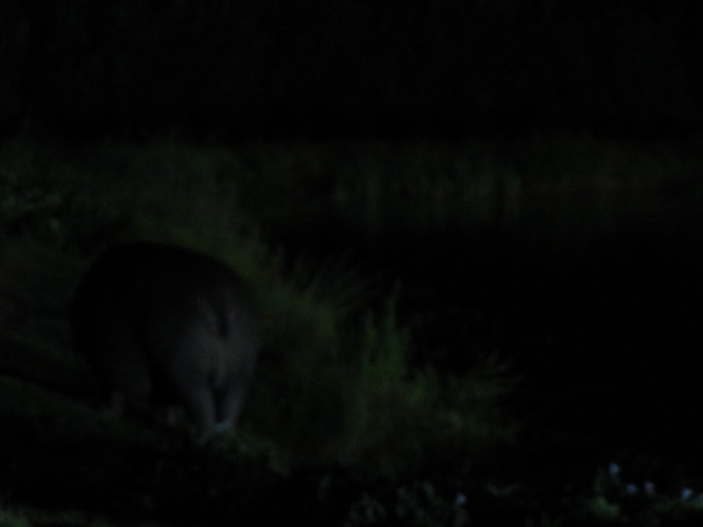 Hippo venturing out of the water at night