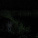 Hippo venturing out of the water at night