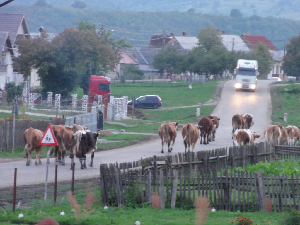 Rush hour for the cows