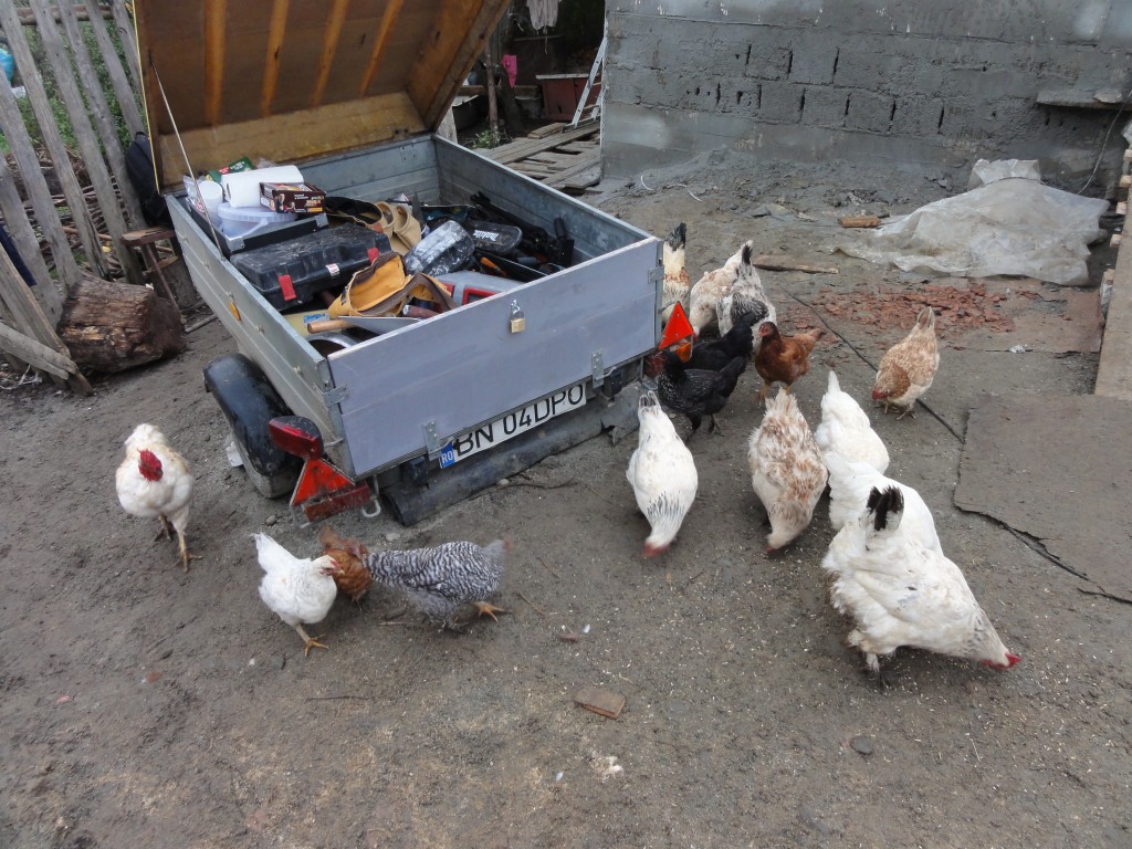 The chickens seem to be interested in the tools trailer