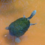 Long Neck Turtle