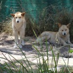 Dingoes