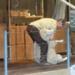 Sheep shearing
