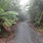 Rainforest