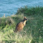 A wallabe at Cape Byron