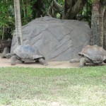 Aldabran Tortoises