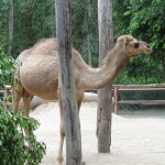 Dromedary Camel