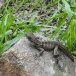 Lizard