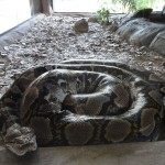 Reticulated Python
